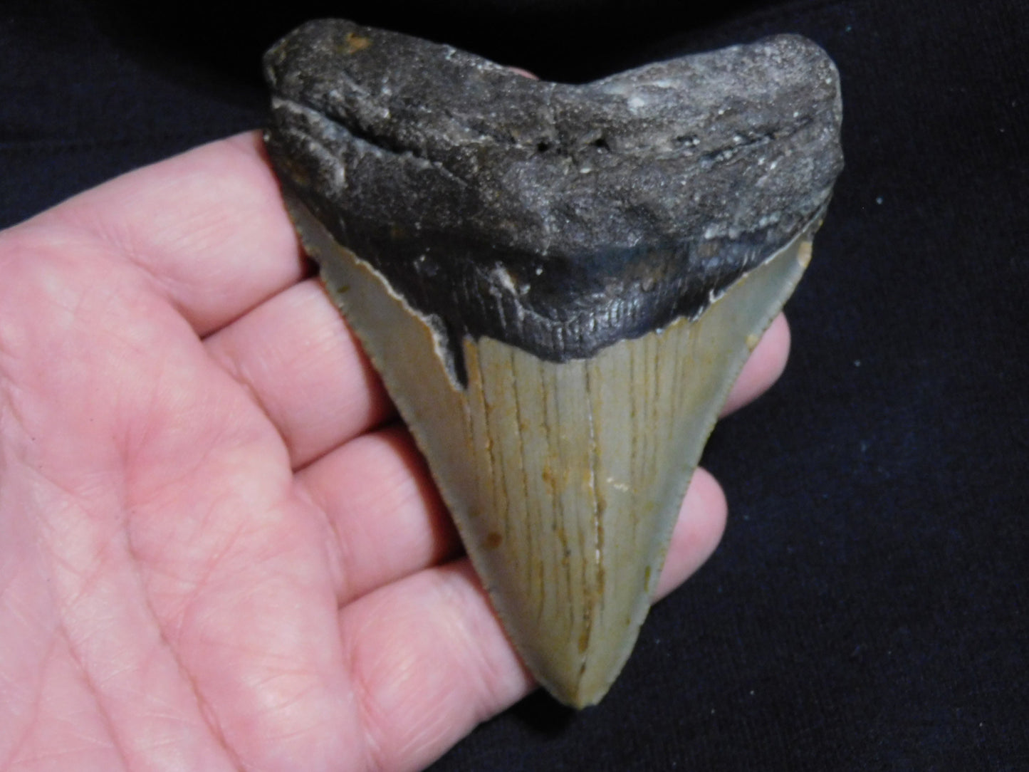 4.1  inch Megalodon Tooth