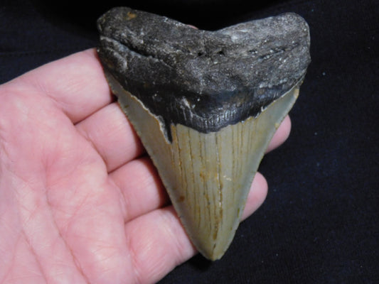 4.1  inch Megalodon Tooth