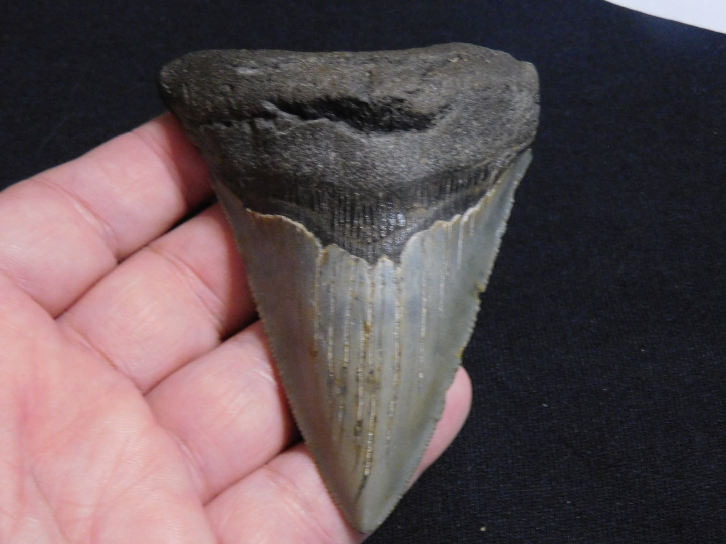 3.9  inch Megalodon Tooth