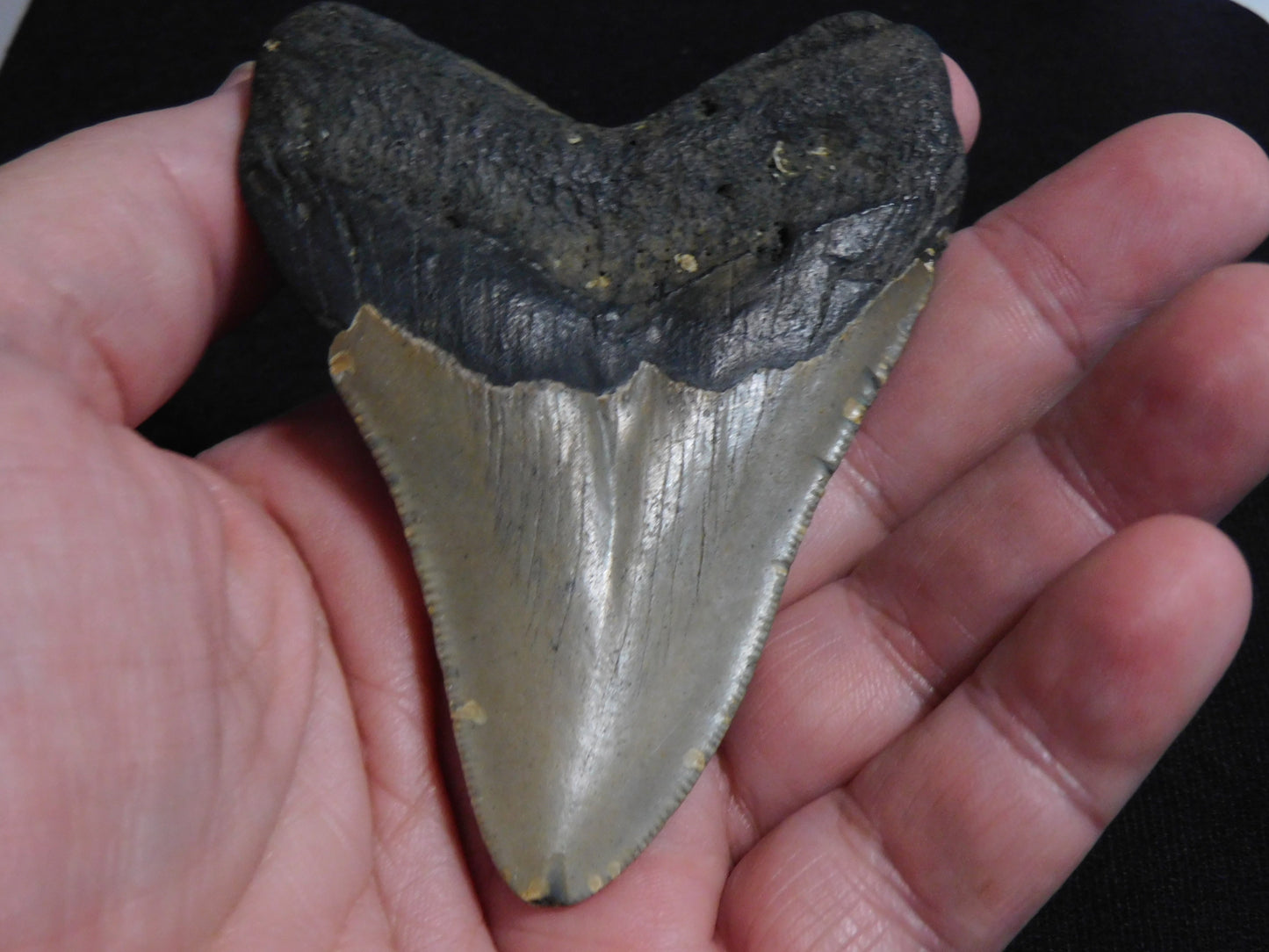 3.9 inch Megalodon Tooth