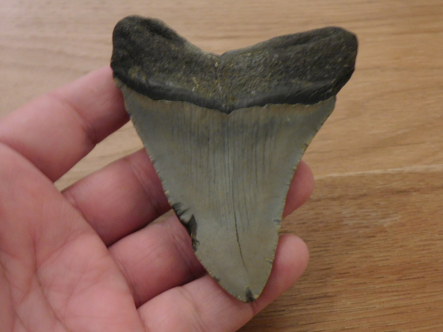 4 inch Megalodon Tooth