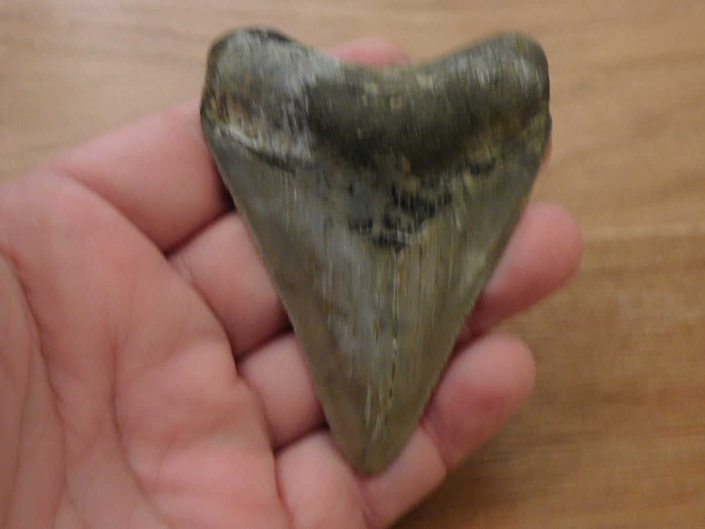 3.4 inch Megalodon Tooth