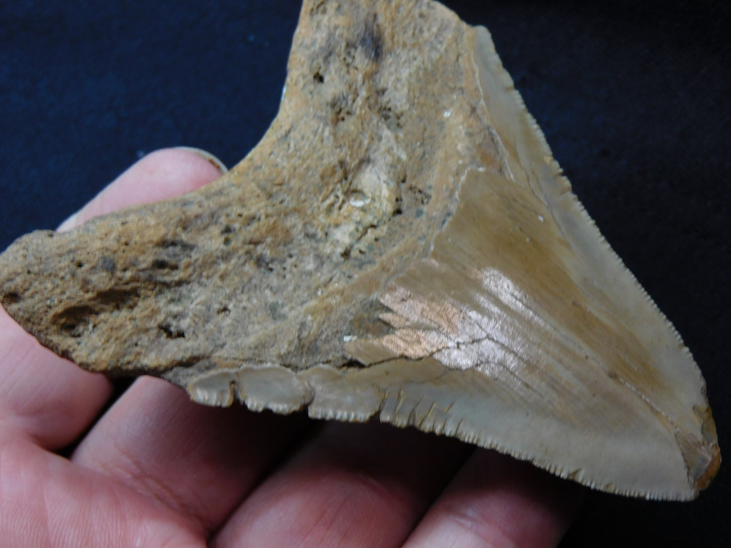 3.8  inch Megalodon Tooth