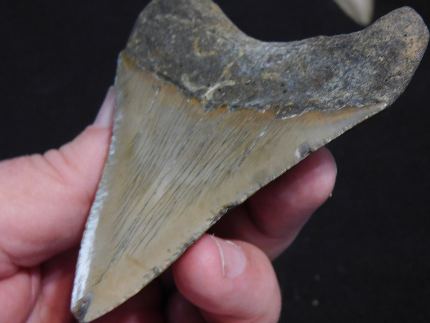 3.9 inch Megalodon Tooth