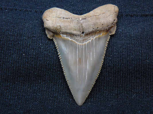 1.7" Auriculatus Shark Tooth