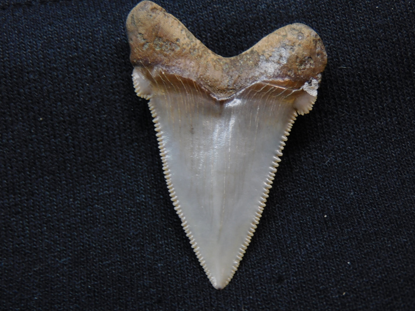 1.7" Auriculatus Shark Tooth