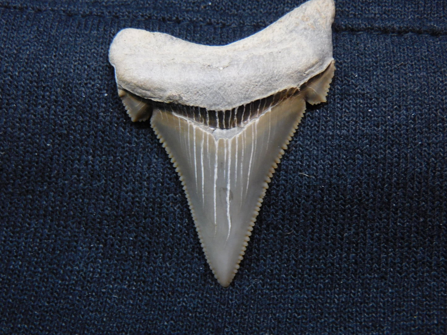 1.77" Auriculatus Shark Tooth