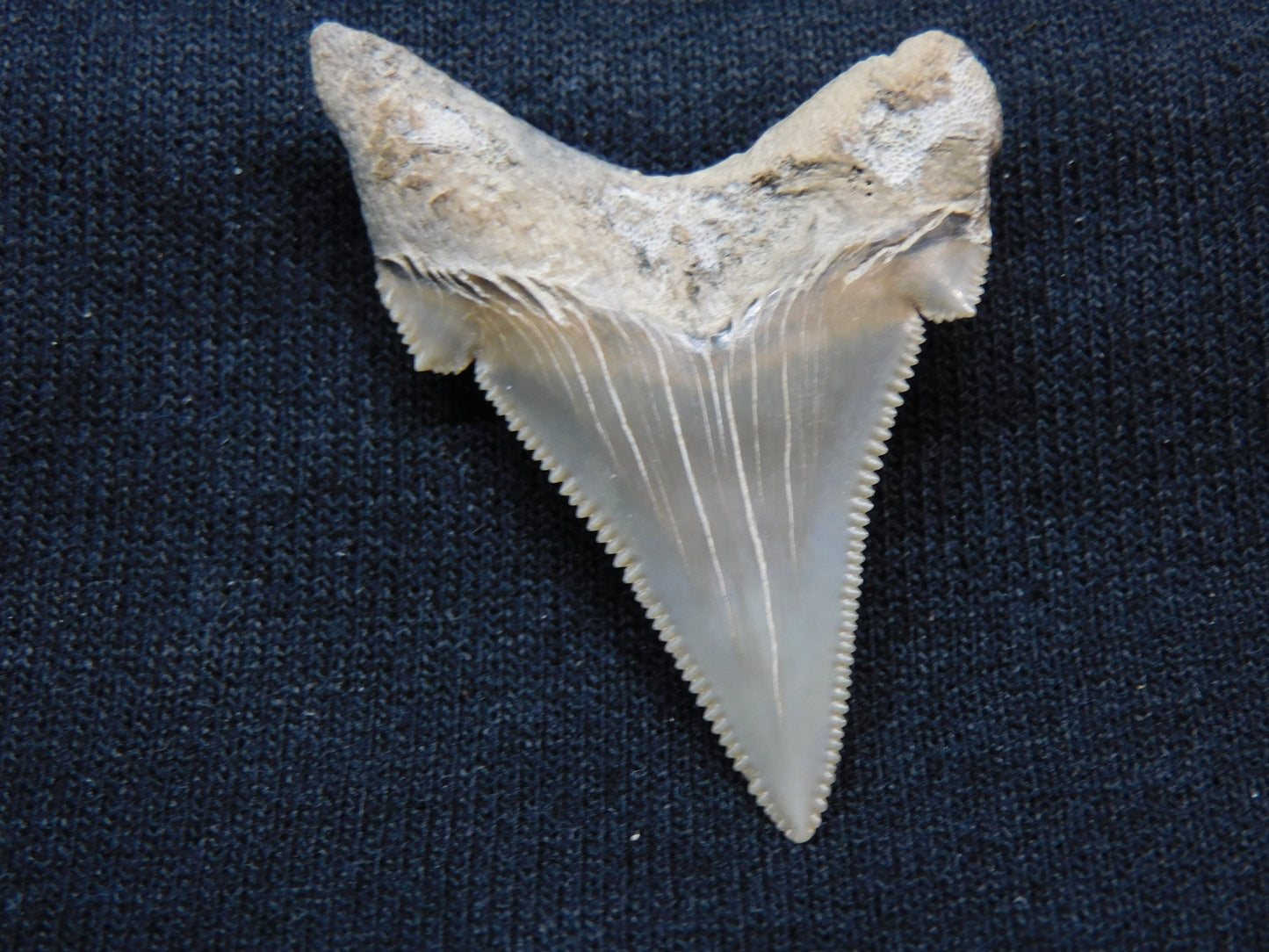 1.77" Auriculatus Shark Tooth