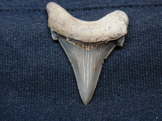 1.7" Auriculatus Shark Tooth