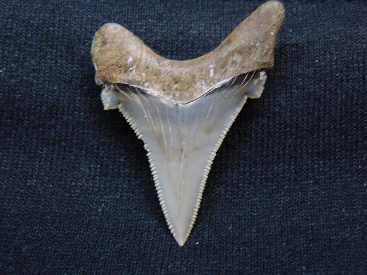 1.7" Auriculatus Shark Tooth