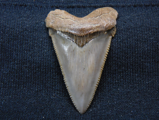 1.7" Angustiden Shark Tooth