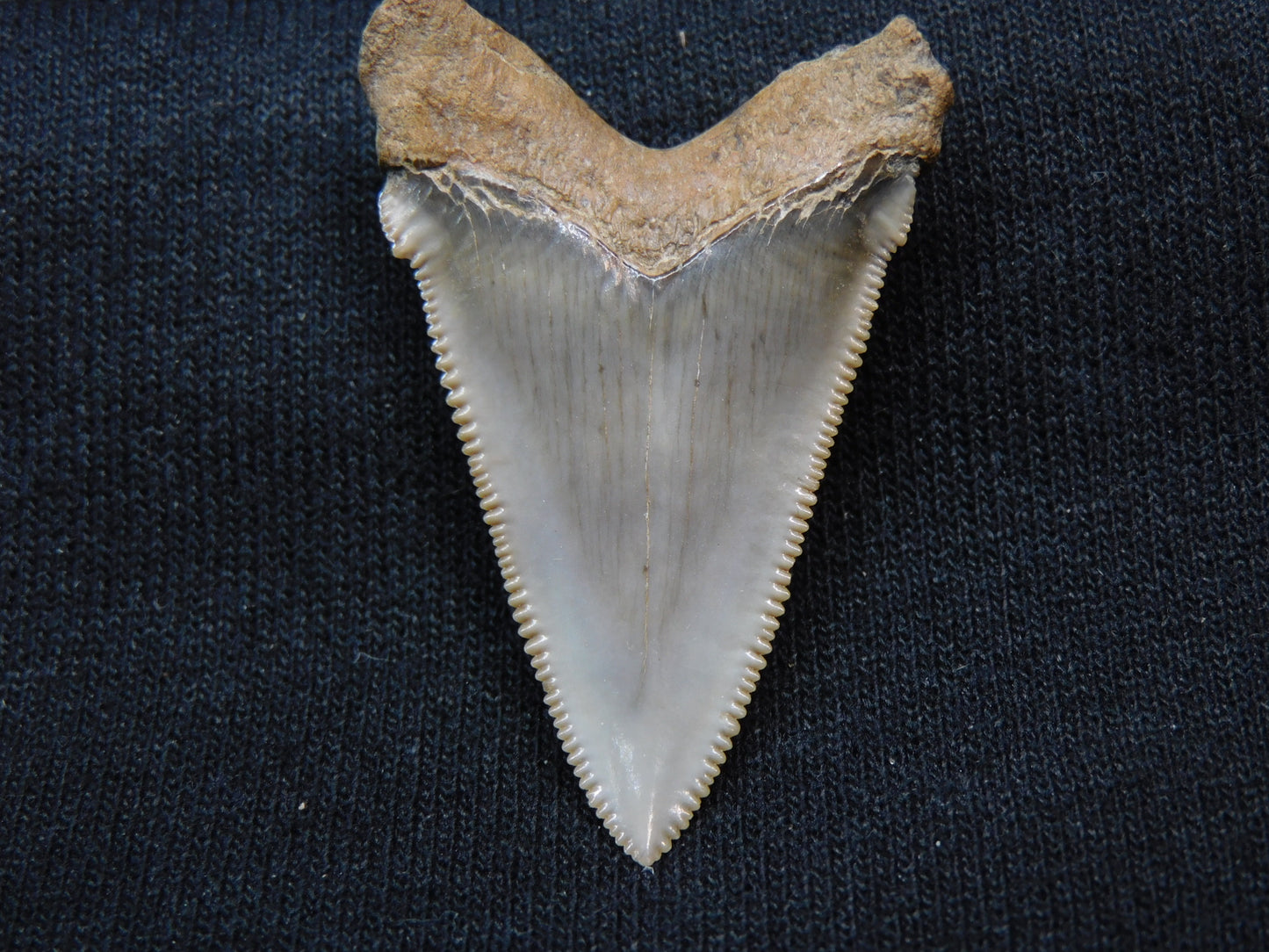 1.7" Angustiden Shark Tooth