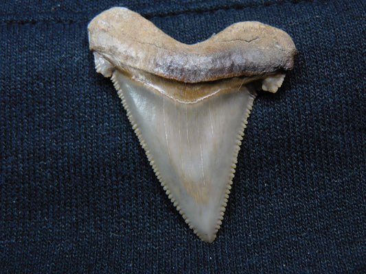 1.74" Auriculatus Shark Tooth