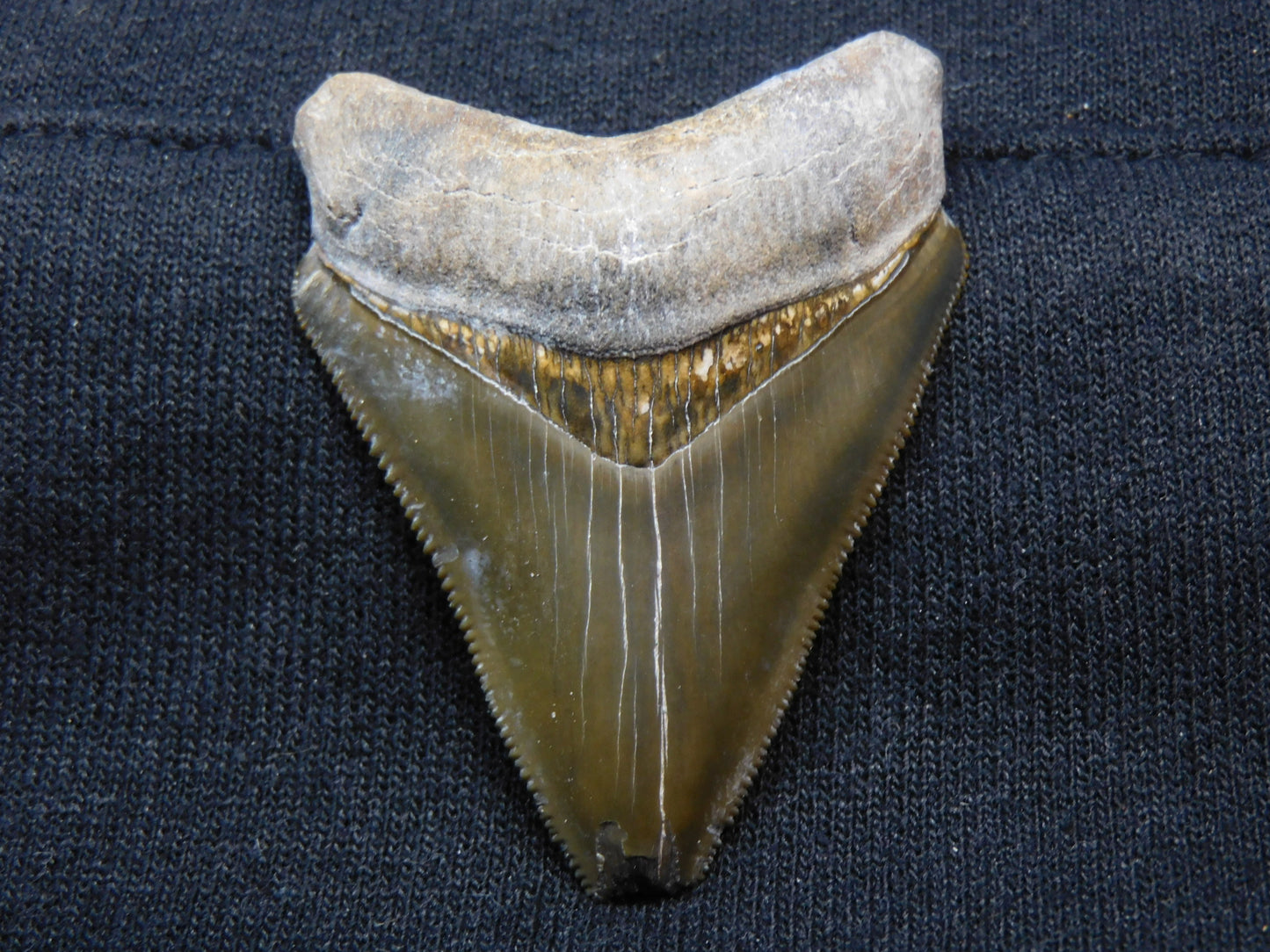 2.1" Bone Valley Megalodon Shark Tooth