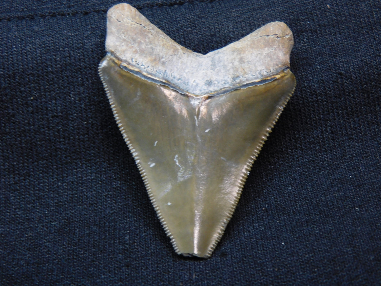 2.1" Bone Valley Megalodon Shark Tooth