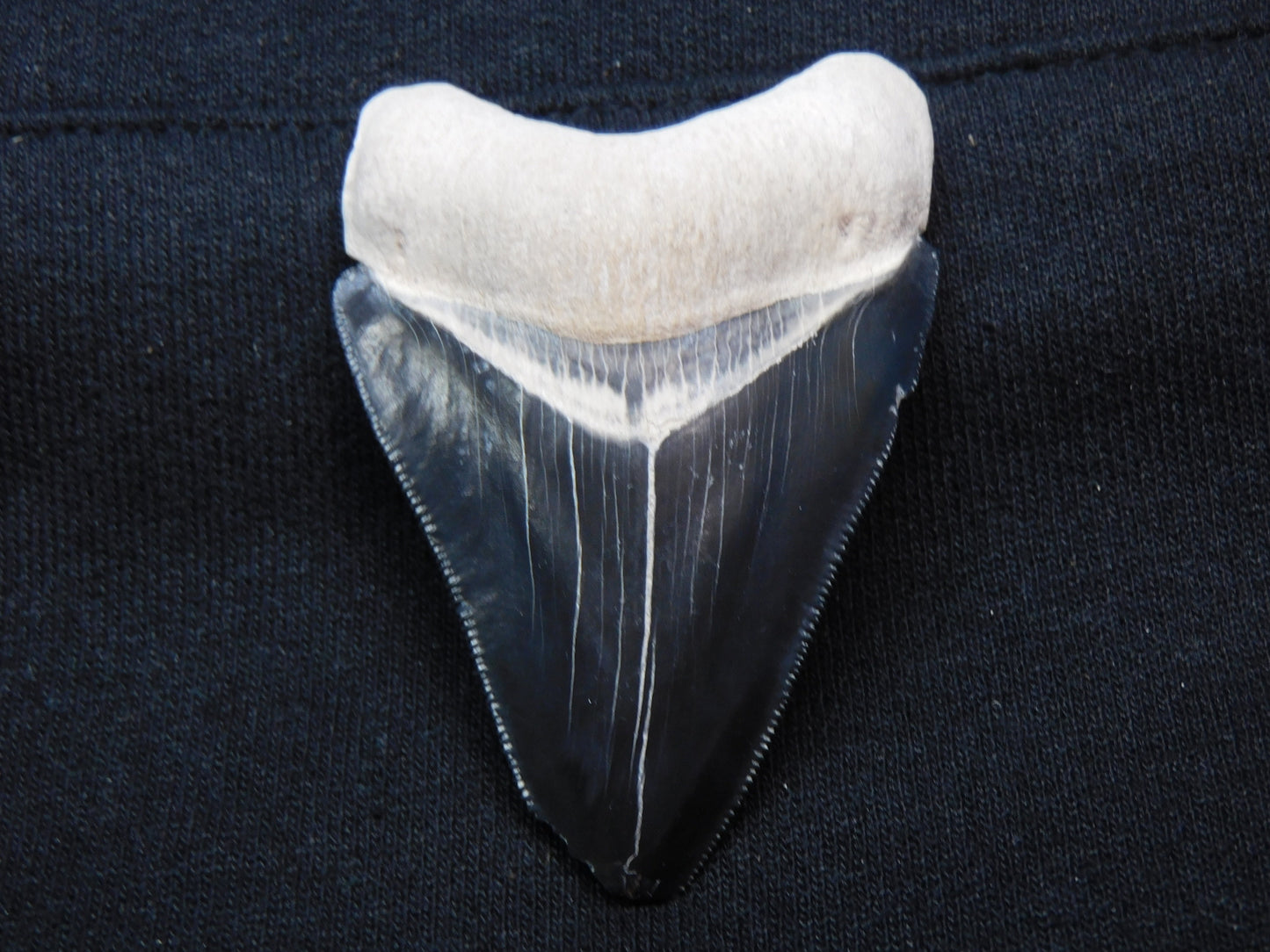 2.7" Bone Valley Megalodon Shark Tooth