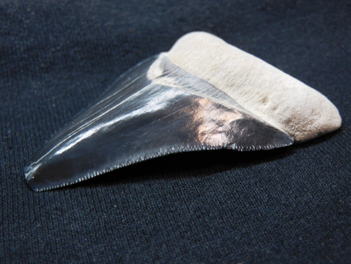 2.7" Bone Valley Megalodon Shark Tooth