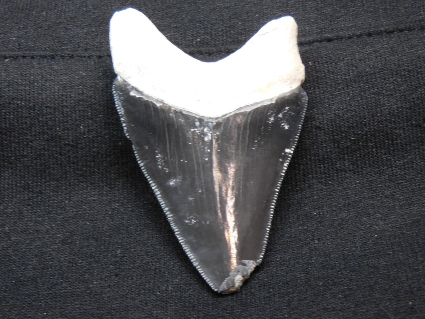 2.7" Bone Valley Megalodon Shark Tooth