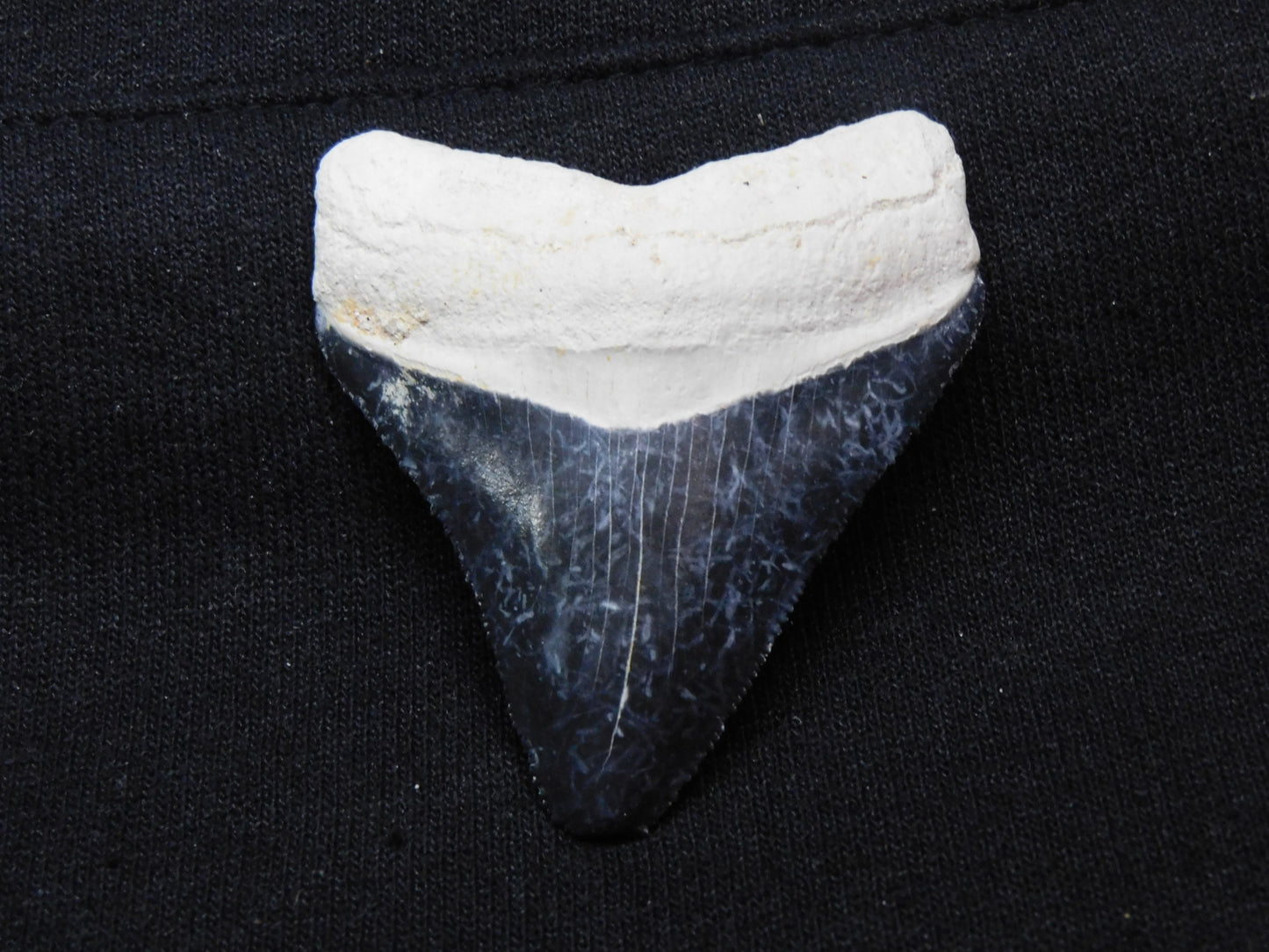 2.25" Bone Valley Megalodon Shark Tooth