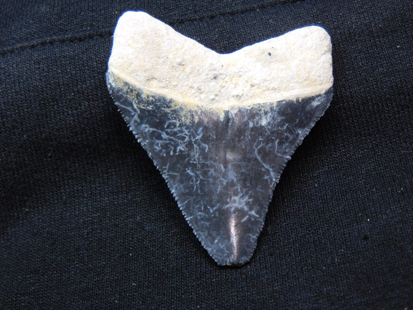 2.25" Bone Valley Megalodon Shark Tooth