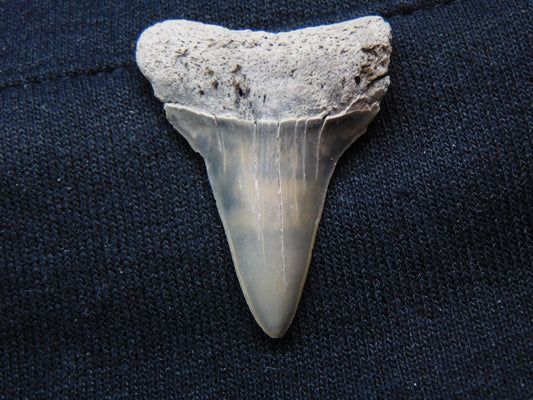 1.5" Hastalis Shark Tooth