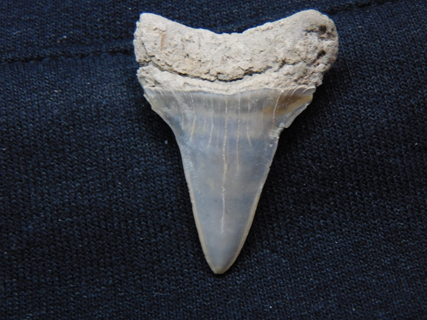 1.5" Hastalis Shark Tooth