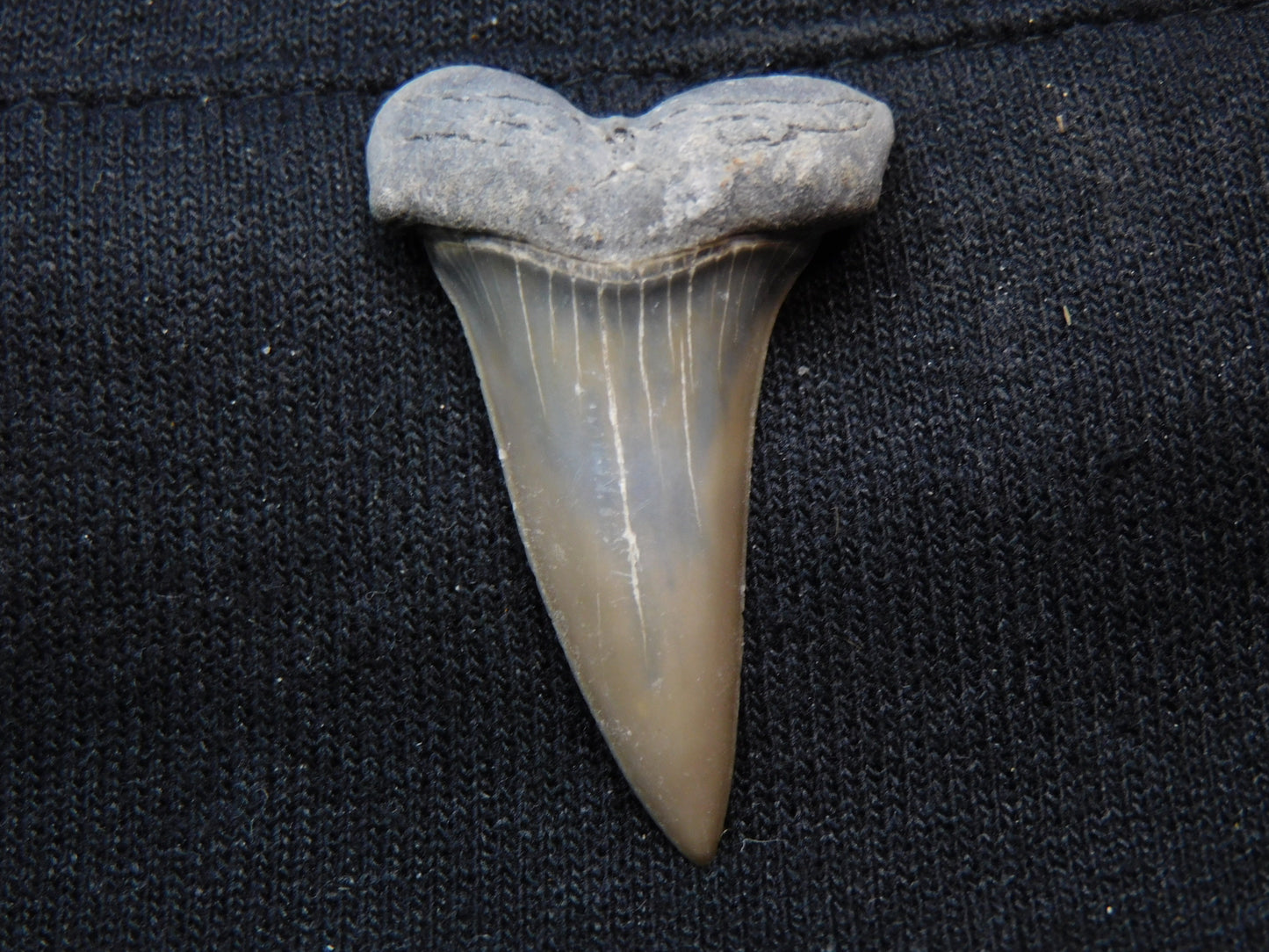 1.5" Hastalis Shark Tooth