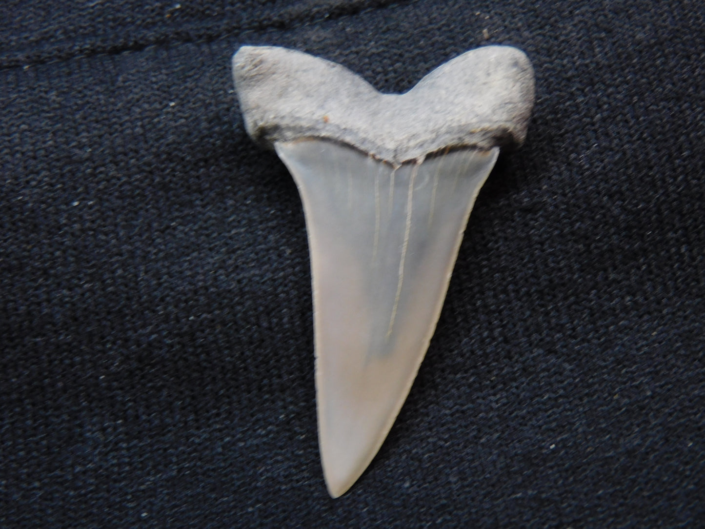 1.5" Hastalis Shark Tooth