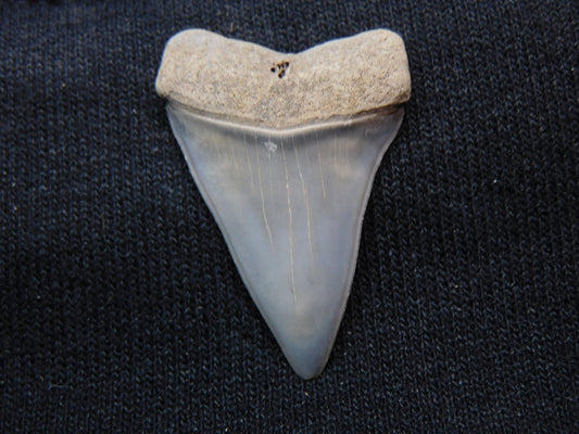 1.35" Hastalis Shark Tooth