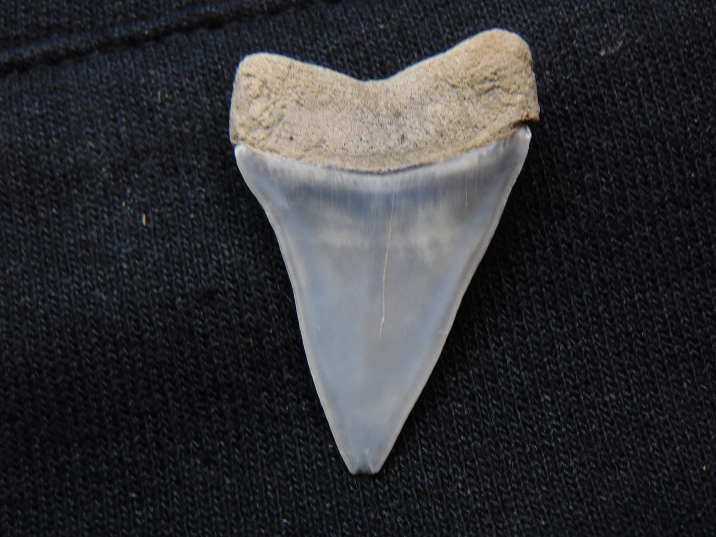 1.35" Hastalis Shark Tooth