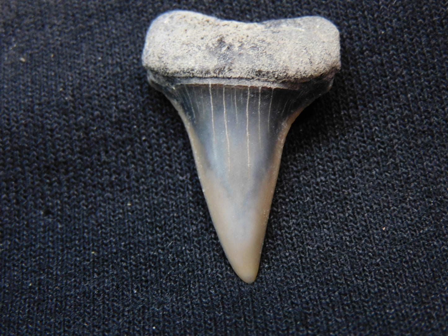 1.3" Hastalis Shark Tooth