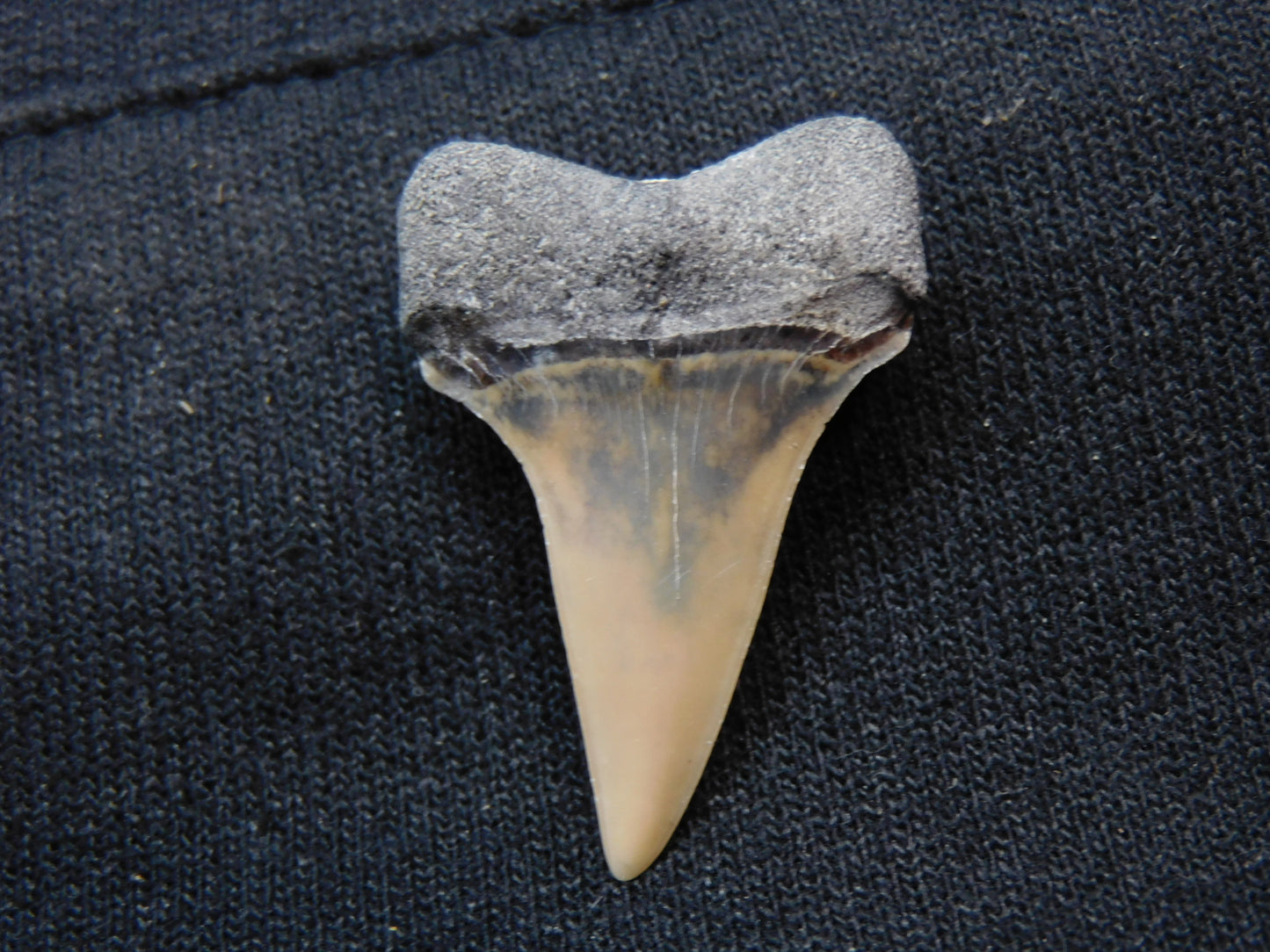 1.3" Hastalis Shark Tooth