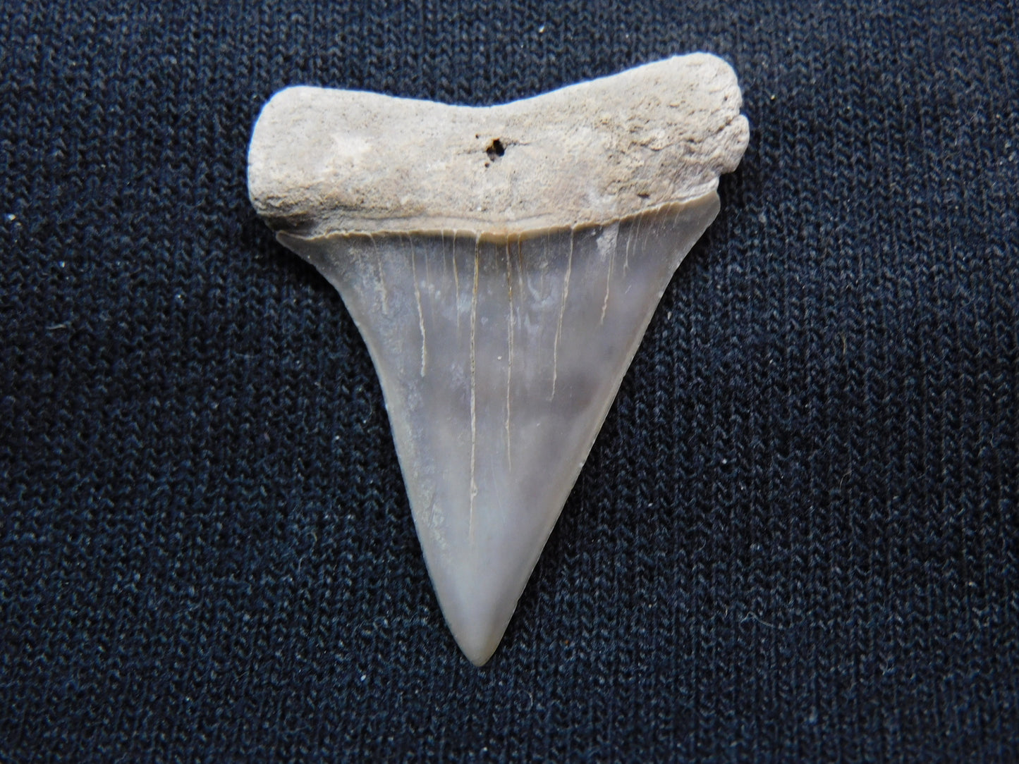 1.3" Hastalis Shark Tooth