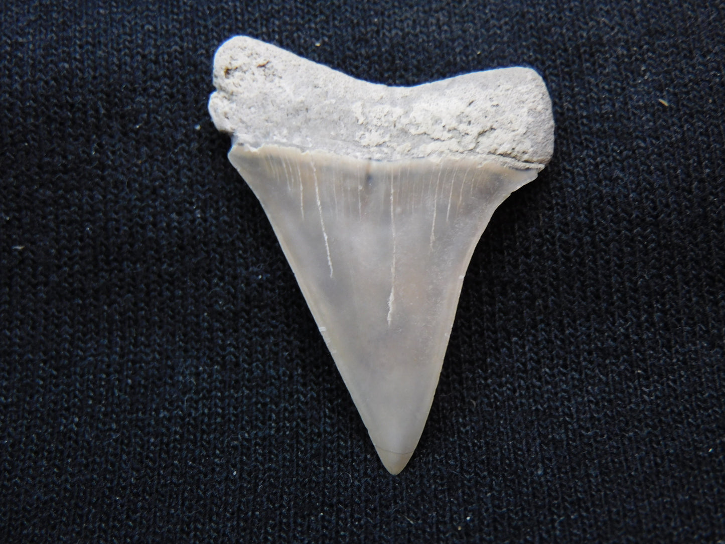 1.3" Hastalis Shark Tooth