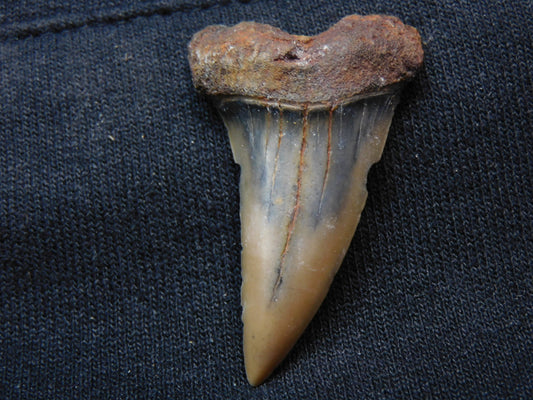 1.8" Hastalis Shark Tooth