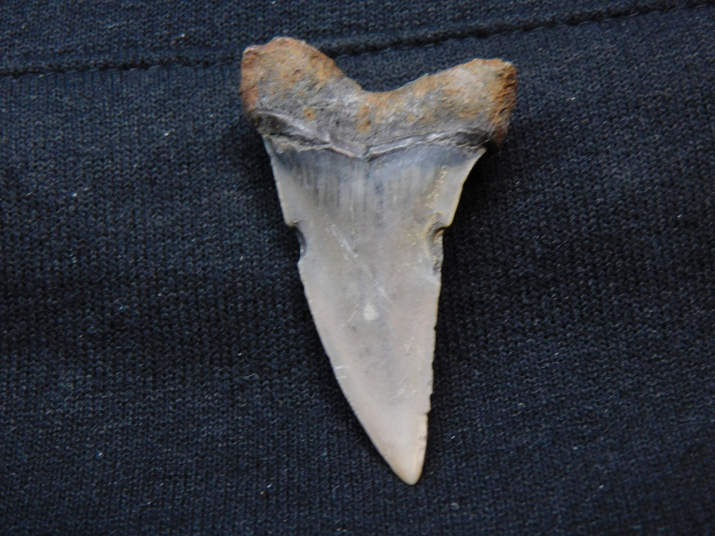 1.8" Hastalis Shark Tooth