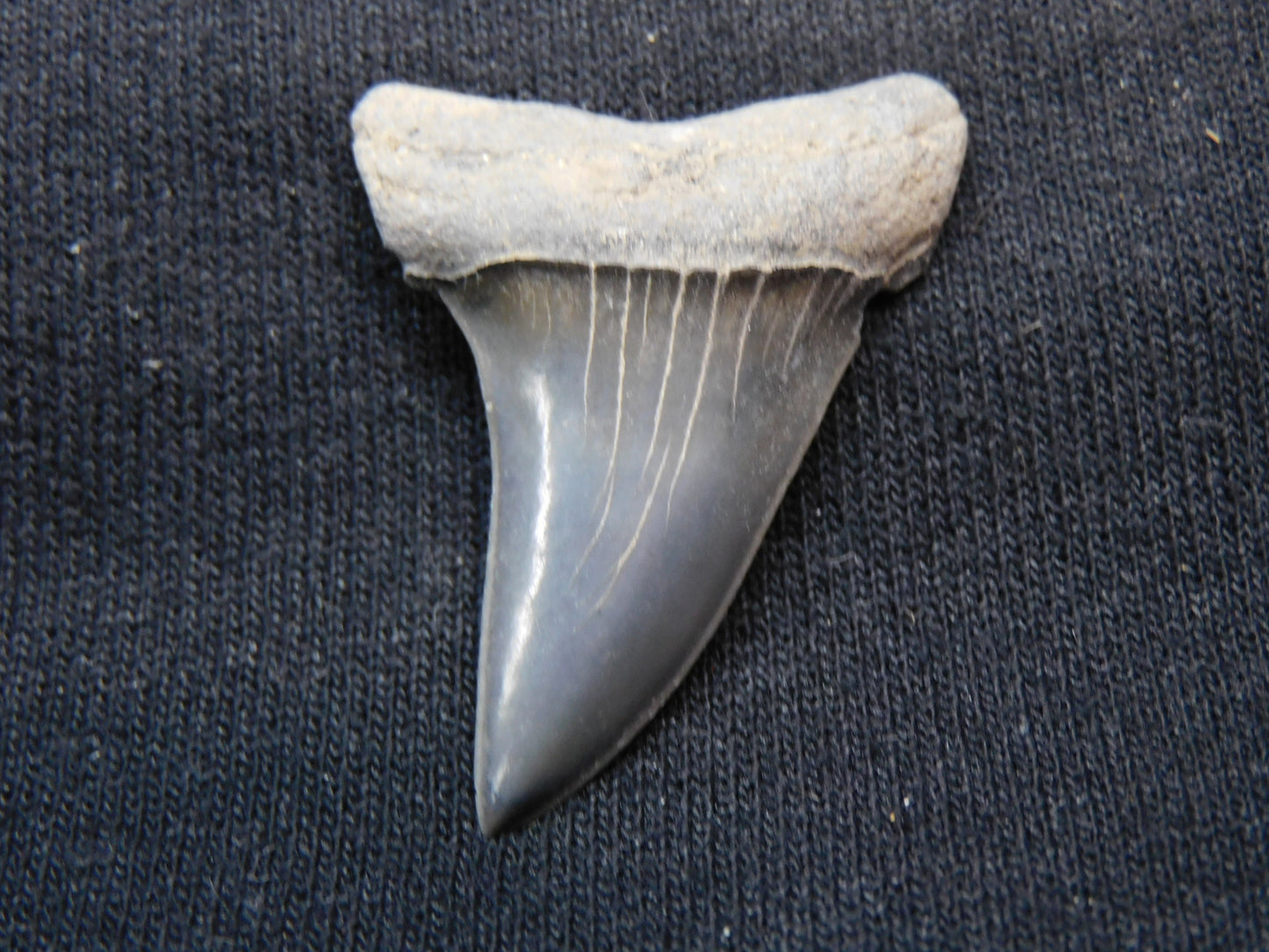 1.65" Hastalis Shark Tooth