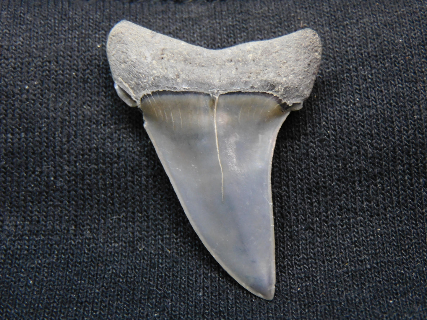 1.65" Hastalis Shark Tooth