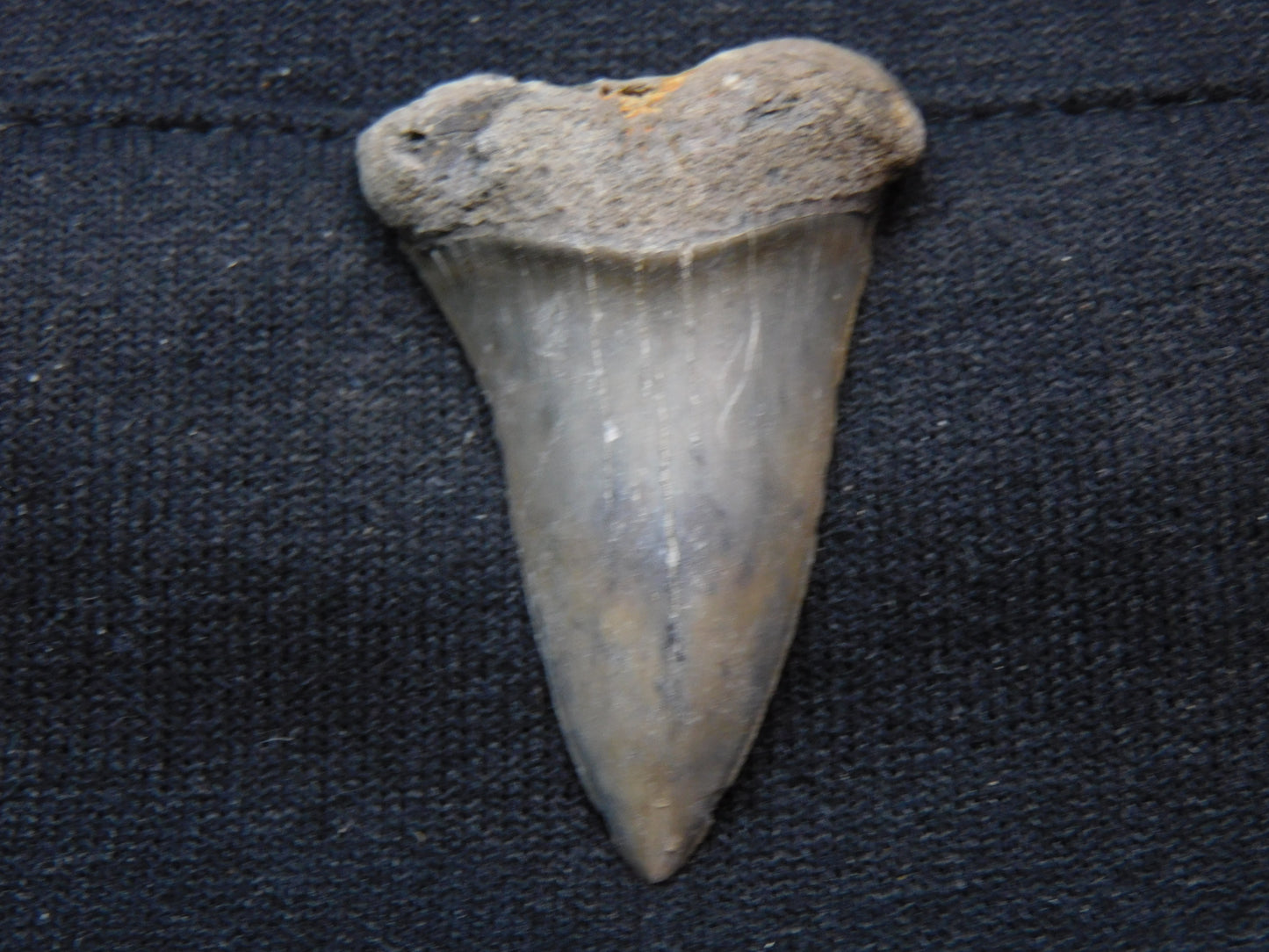 1.8" Hastalis Shark Tooth