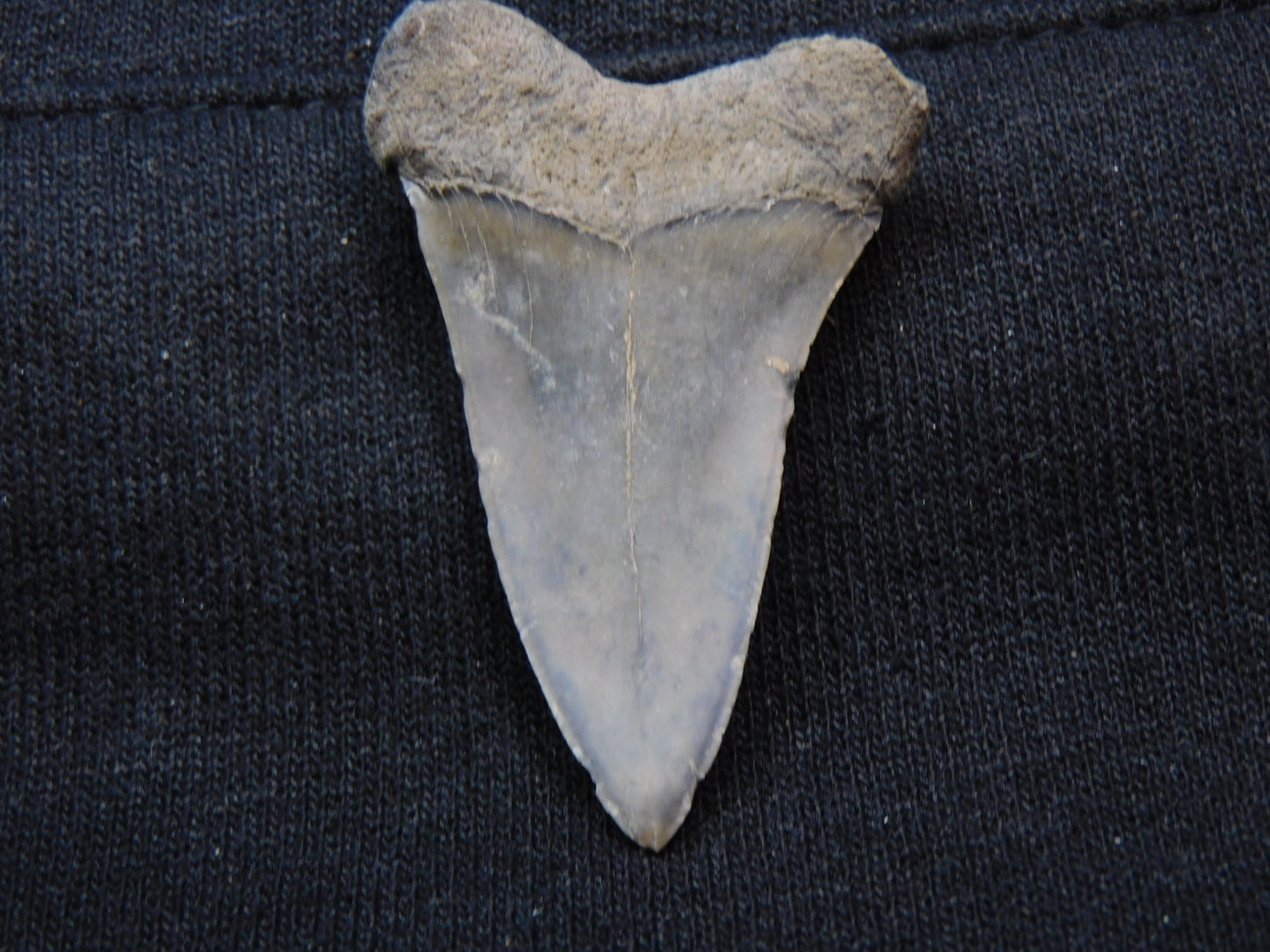 1.8" Hastalis Shark Tooth