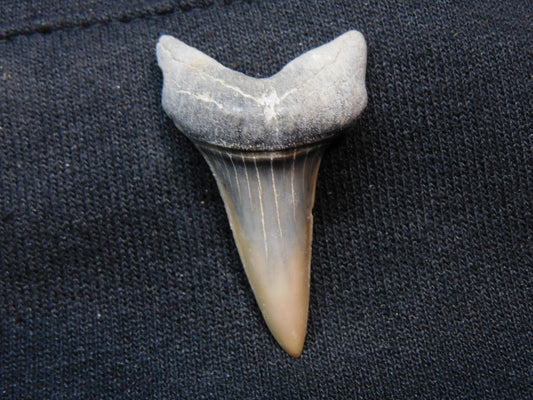 1.6"  Mako Shark Tooth