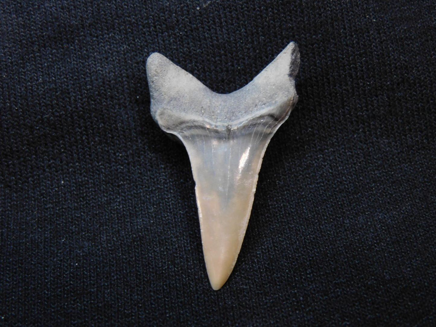 1.6"  Mako Shark Tooth