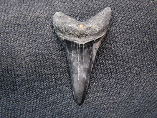 1.37"  Mako Shark Tooth