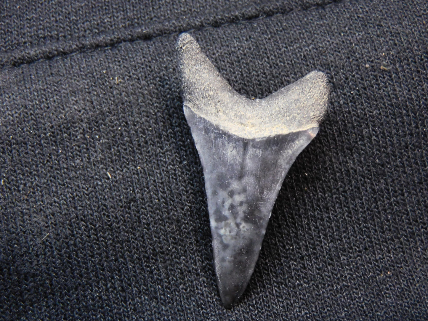 1.37"  Mako Shark Tooth