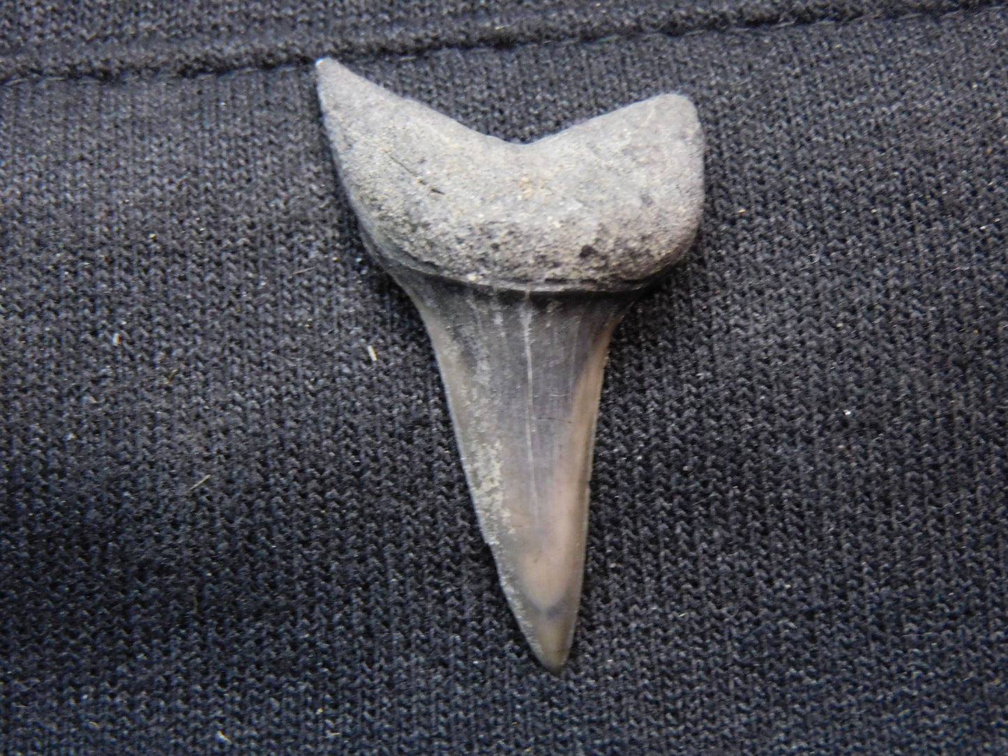 1.45"  Mako Shark Tooth