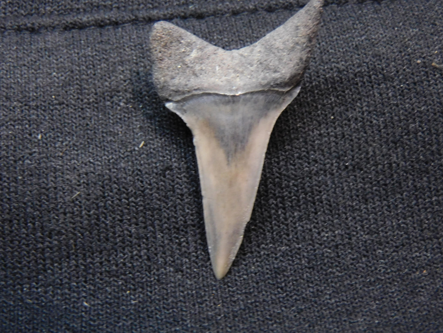 1.45"  Mako Shark Tooth