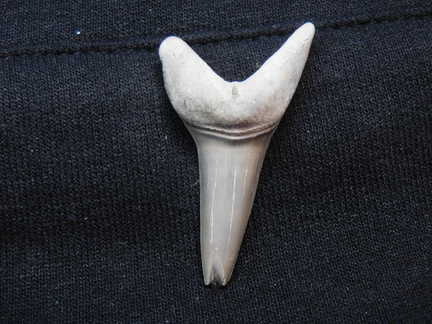 1.88"  Mako Shark Tooth