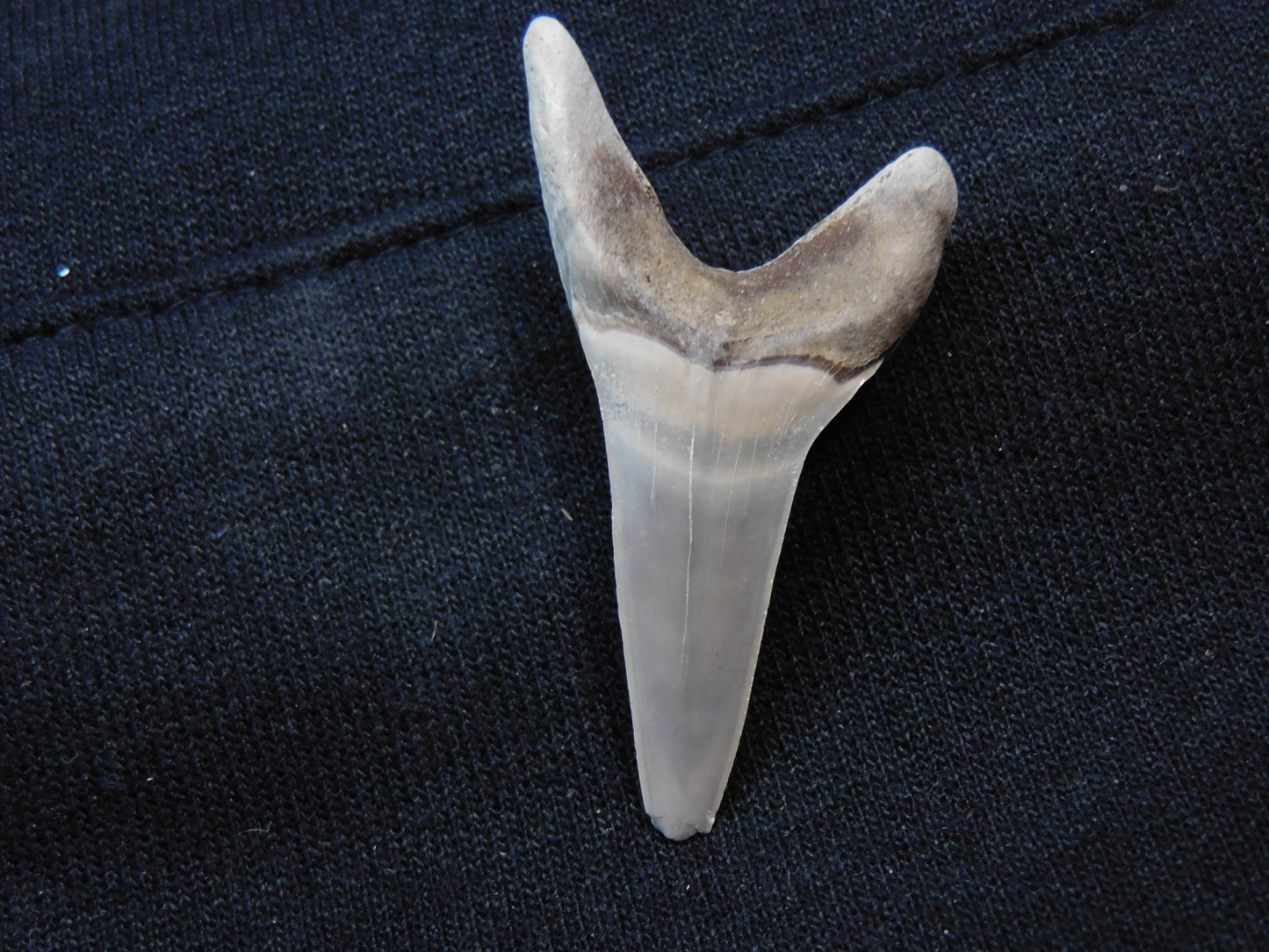 1.88"  Mako Shark Tooth