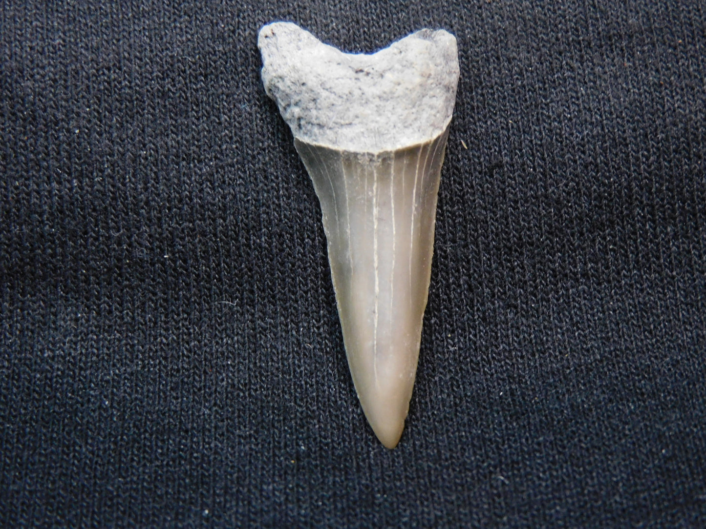 1.6"  Mako Shark Tooth