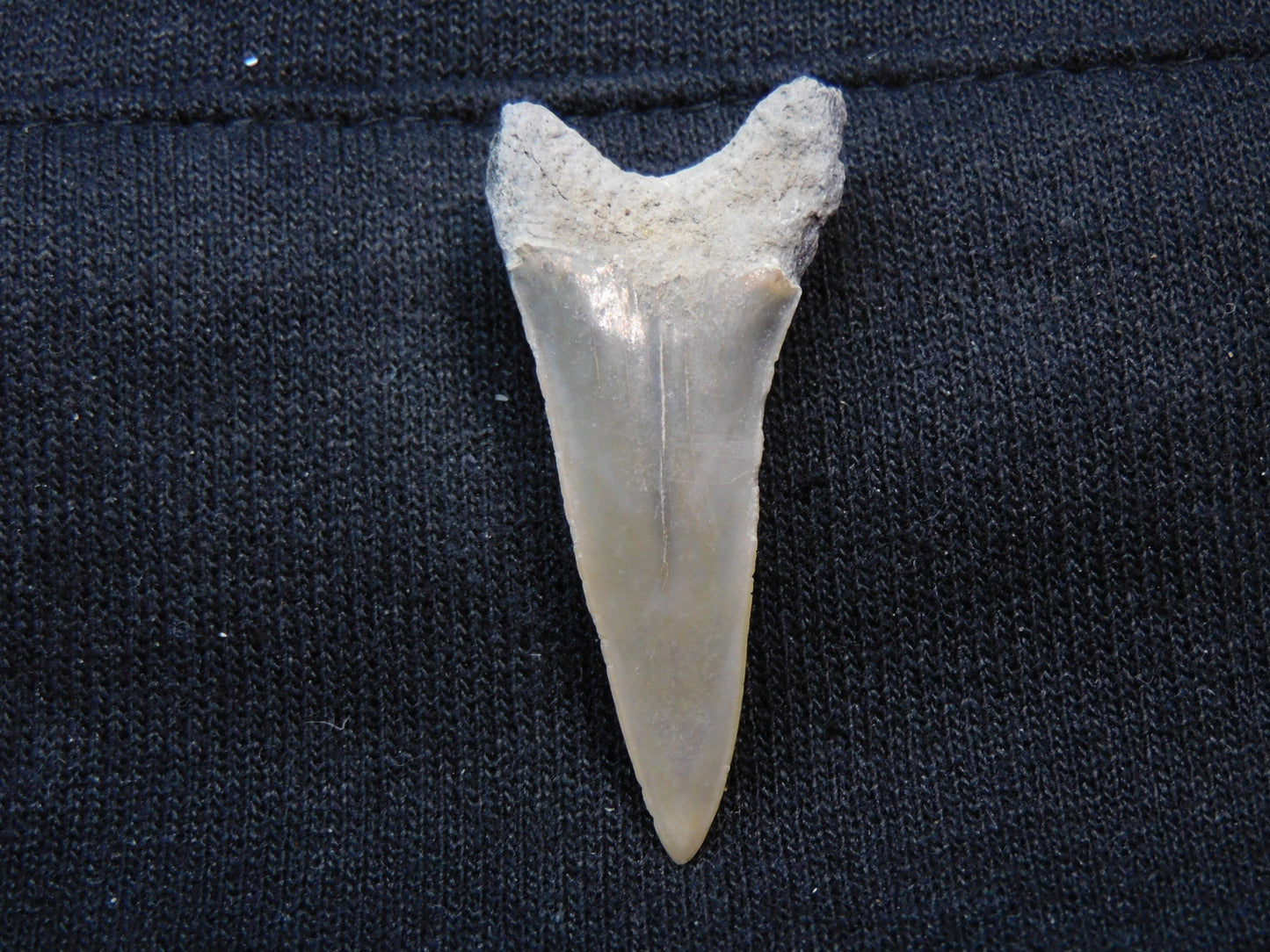 1.6"  Mako Shark Tooth